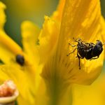 Le Charançon de l’Iris des marais (Mononychus punctum-album)