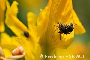 Le Charançon de l’Iris des marais (Mononychus punctum-album)