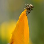 Le Charançon de l’Iris des marais (Mononychus punctum-album)