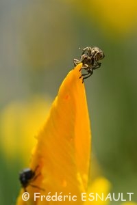 Le Charançon de l’Iris des marais (Mononychus punctum-album)