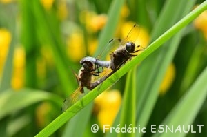 Accouplement de la Libellule fauve (Libellula fulva)