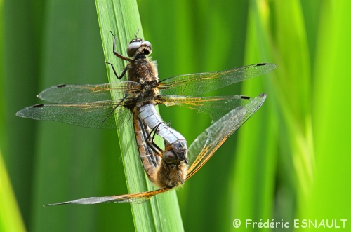 Accouplement de la Libellule fauve (Libellula fulva)