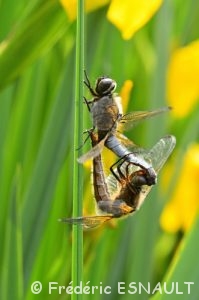 Accouplement de la Libellule fauve (Libellula fulva)