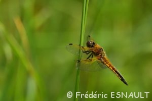 La Libellule à quatre taches (Libellula quadrimaculata)