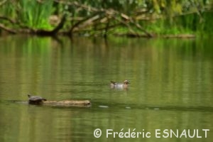 Le Sarcelle d'été (Spatula querquedula)