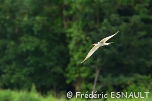 Sterne pierregarin (Sterna hirundo)