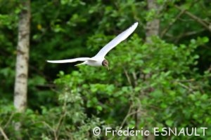 Mouette rieuse (Larus ridibundus)