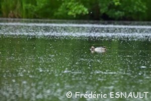 Le Sarcelle d'été (Spatula querquedula)