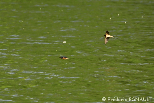 Hirondelle rustique (Hirundo rustica)