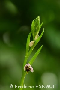 Ophrys abeille (Ophrys apifera)