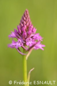 Orchis pyramidal (Anacamptis pyramidalis)