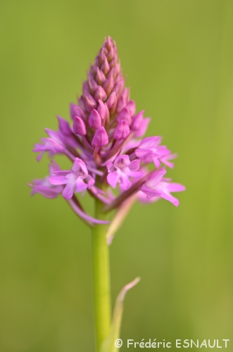 Orchis pyramidal et Orchis bouc