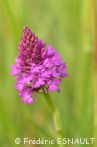 Orchis pyramidal (Anacamptis pyramidalis)