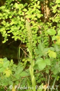 Orchis bouc (Himantoglossum hircinum)