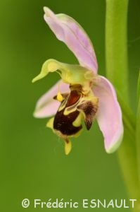 Ophrys abeille (Ophrys apifera)