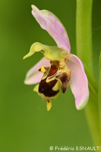 Première Orchidée, première Ophrys