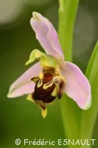 Ophrys abeille (Ophrys apifera)