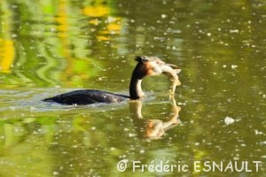 Le Grèbe huppé (Podiceps cristatus)