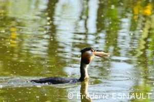 Le Grèbe huppé (Podiceps cristatus)