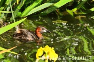 Grèbe castagneux (Tachybaptus ruficollis )