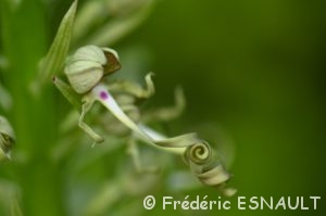 Orchis bouc (Himantoglossum hircinum)