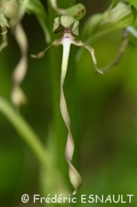 Orchis bouc (Himantoglossum hircinum)