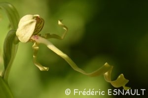 Orchis bouc (Himantoglossum hircinum)