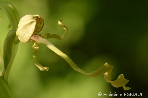 Orchis bouc (Himantoglossum hircinum)