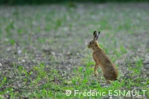 Lièvre d'Europe ou Lièvre brun (Lepus europaeus)