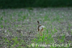 Lièvre d'Europe ou Lièvre brun (Lepus europaeus)