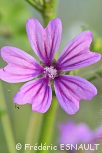Mauve sauvage, Mauve sylvestre, Grande mauve (Malva sylvestris)