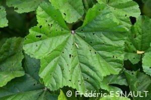 Mauve sauvage, Mauve sylvestre, Grande mauve (Malva sylvestris)