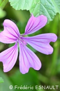 Mauve sauvage, Mauve sylvestre, Grande mauve (Malva sylvestris)
