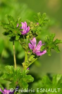 Mauve sauvage, Mauve sylvestre, Grande mauve (Malva sylvestris)