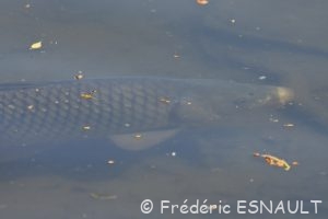 Carpe commune (Cyprinus carpio)