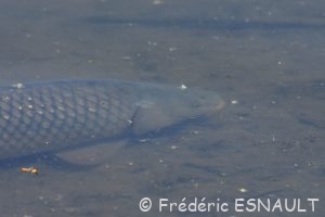 Carpe commune (Cyprinus carpio)