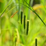 Laîche faux-souchet (Carex pseudocyperus)