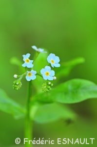 Myosotis des marais (Myosotis scorpioides)