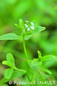 Myosotis des marais (Myosotis scorpioides)