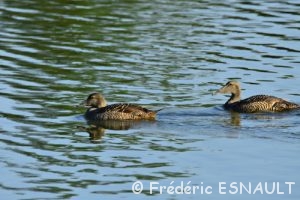 Eider à duvet (Somateria mollissima)