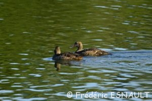 Eider à duvet (Somateria mollissima)