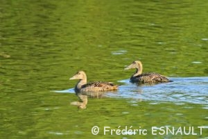 Eider à duvet (Somateria mollissima)