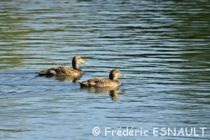 Eider à duvet (Somateria mollissima)