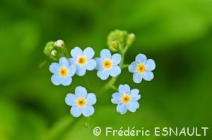 Myosotis des marais ou myosotis faux scorpion (Myosotis scorpioides)
