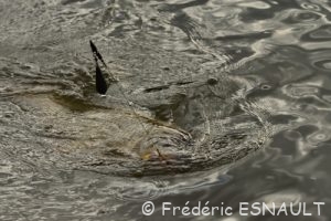 Carpe commune (Cyprinus carpio)