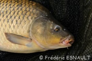 Carpe commune (Cyprinus carpio)