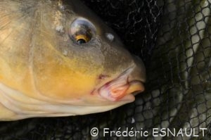 Carpe commune (Cyprinus carpio)