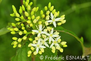Cornouiller sanguin (Cornus sanguinea)