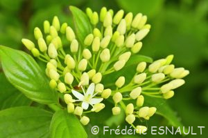 Cornouiller sanguin (Cornus sanguinea)