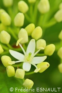 Cornouiller sanguin (Cornus sanguinea)